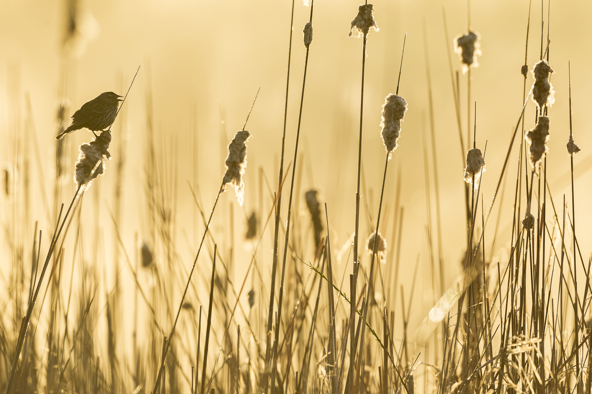 Silhouetted female red-winged blackbird.