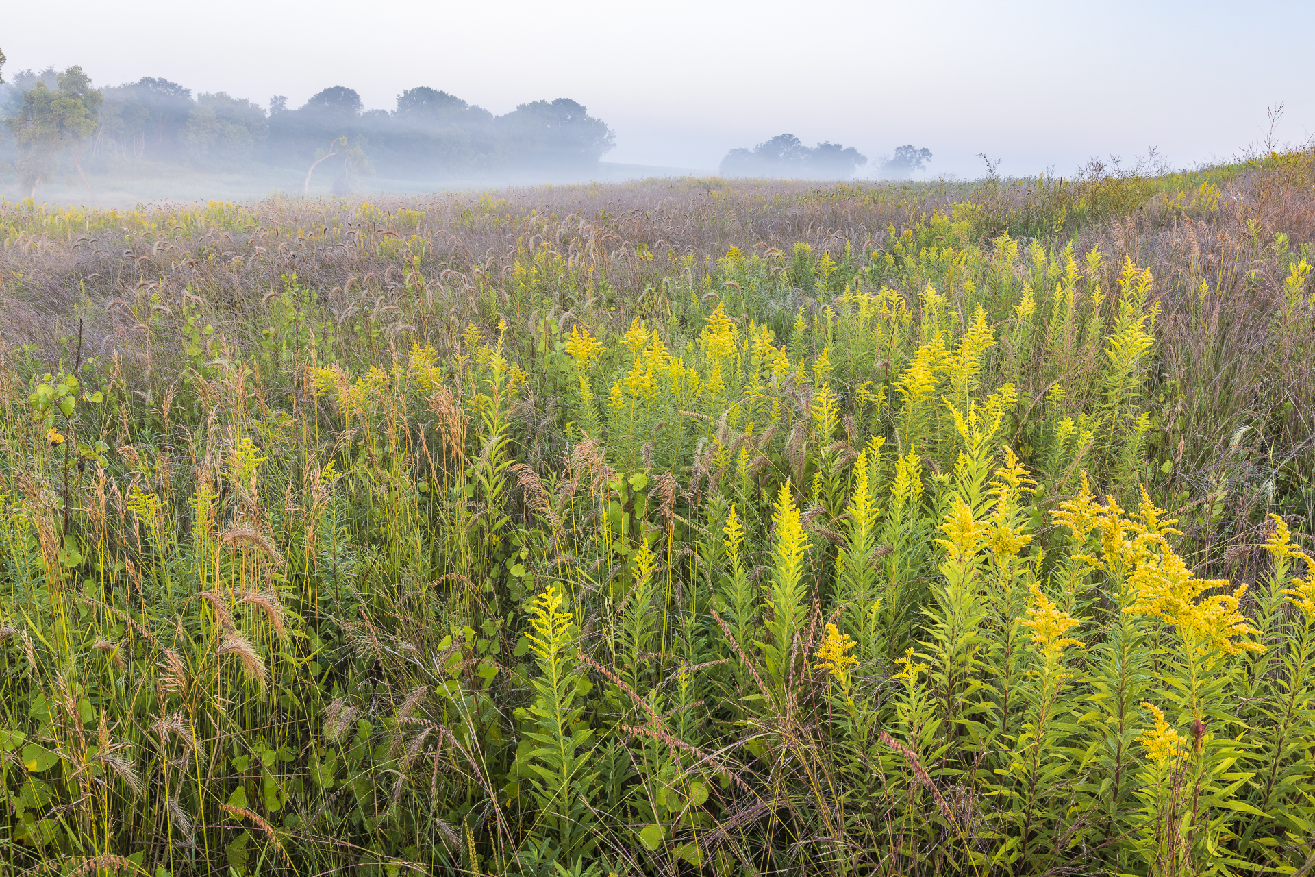 Goldenrods in foggy prairie. Dakota County, MN.