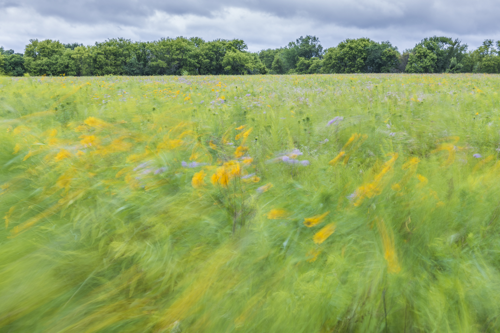 Channeling Monet: wind-blown prairie.