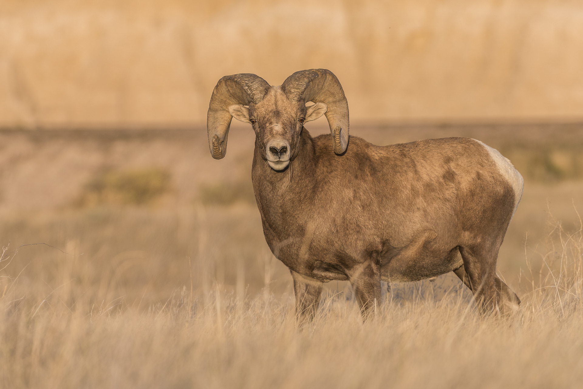 Bighorn sheep ram. Badlands NP, SD.