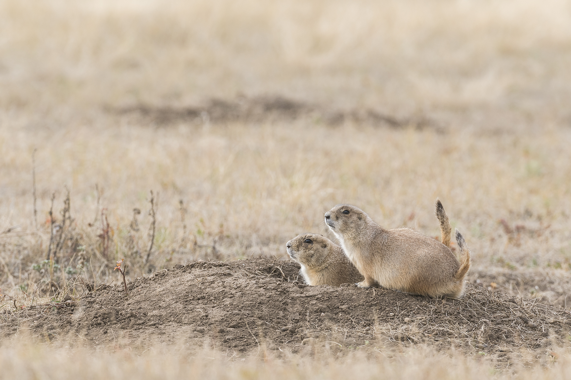 Prairie dogs on the lookout. Wind Cave NP, SD.