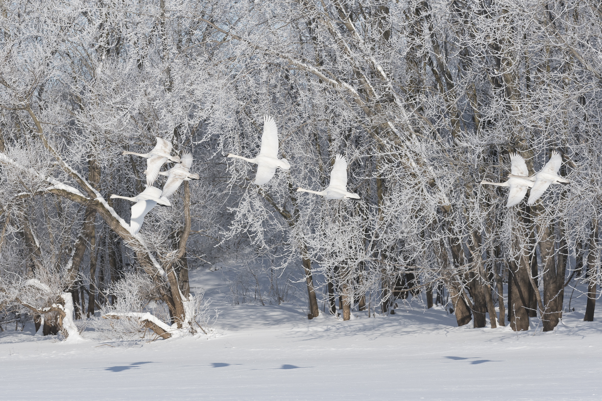 White on white