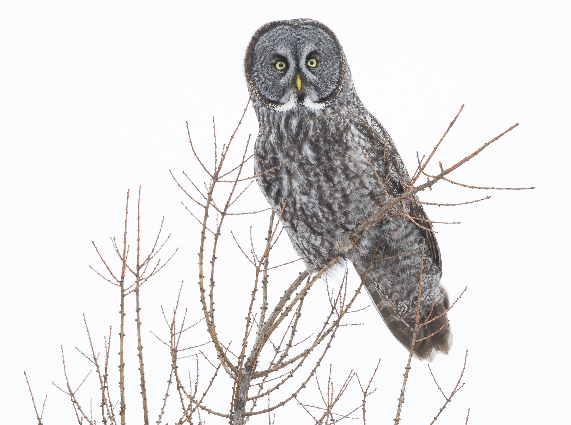 Great Gray Owl perched atop a tamarack tree