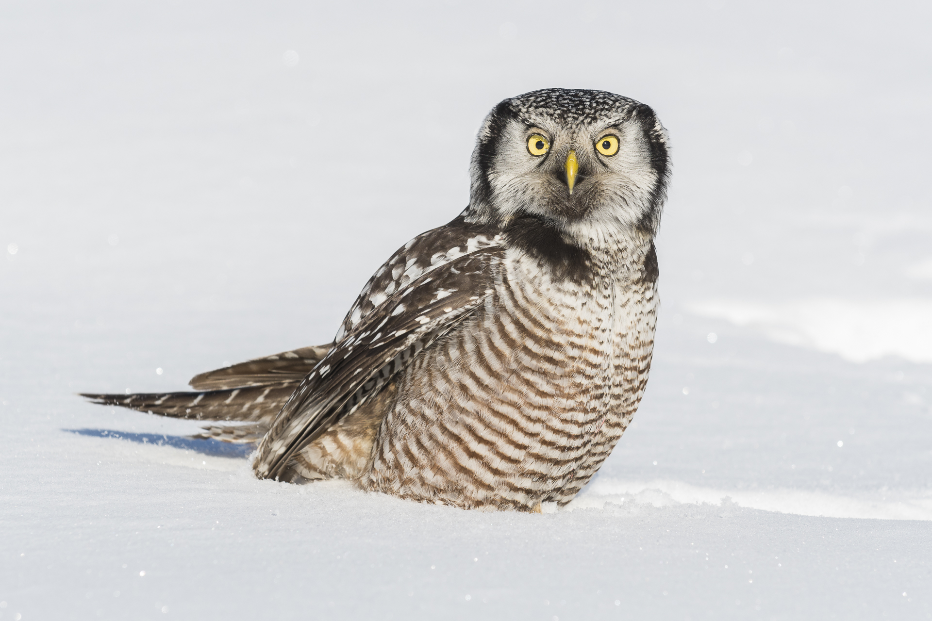 Northern Hawk Owl