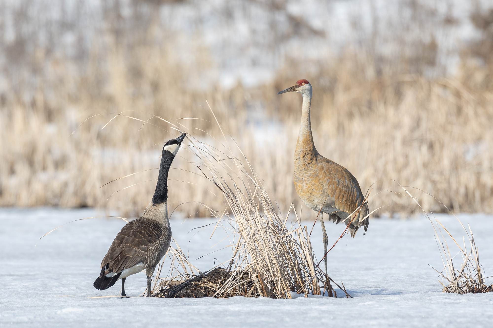 Canada goose and sandhill crane on frozen pond