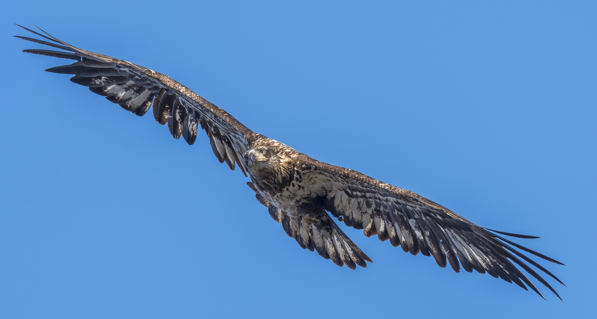 Immature bald eagle banking