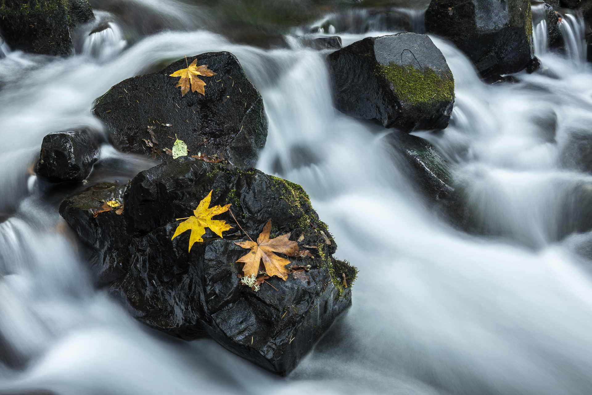 Maple leaves in creek