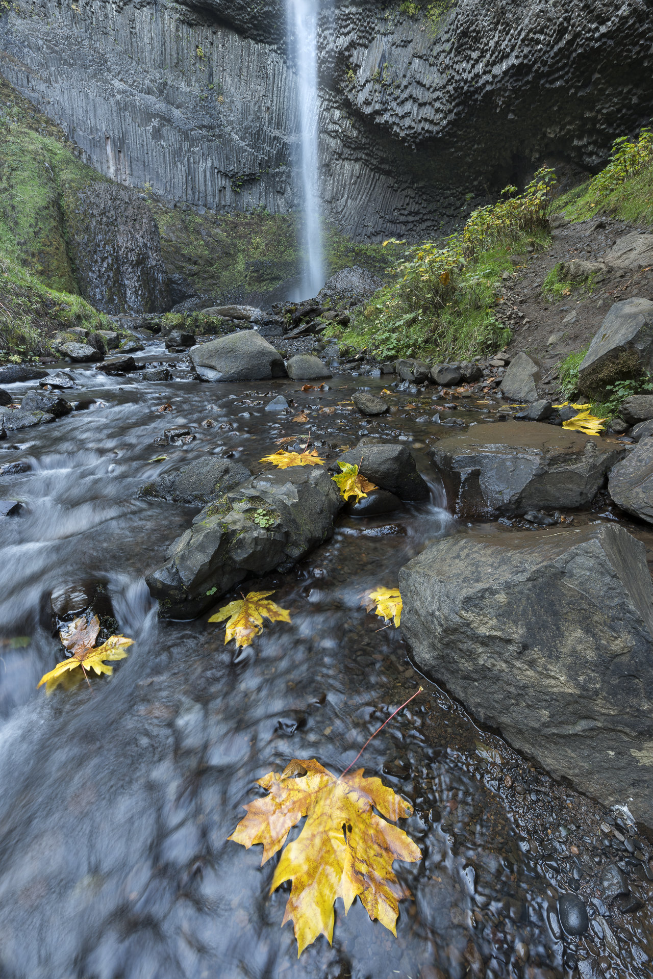 Bigleaf maple leaves in creek