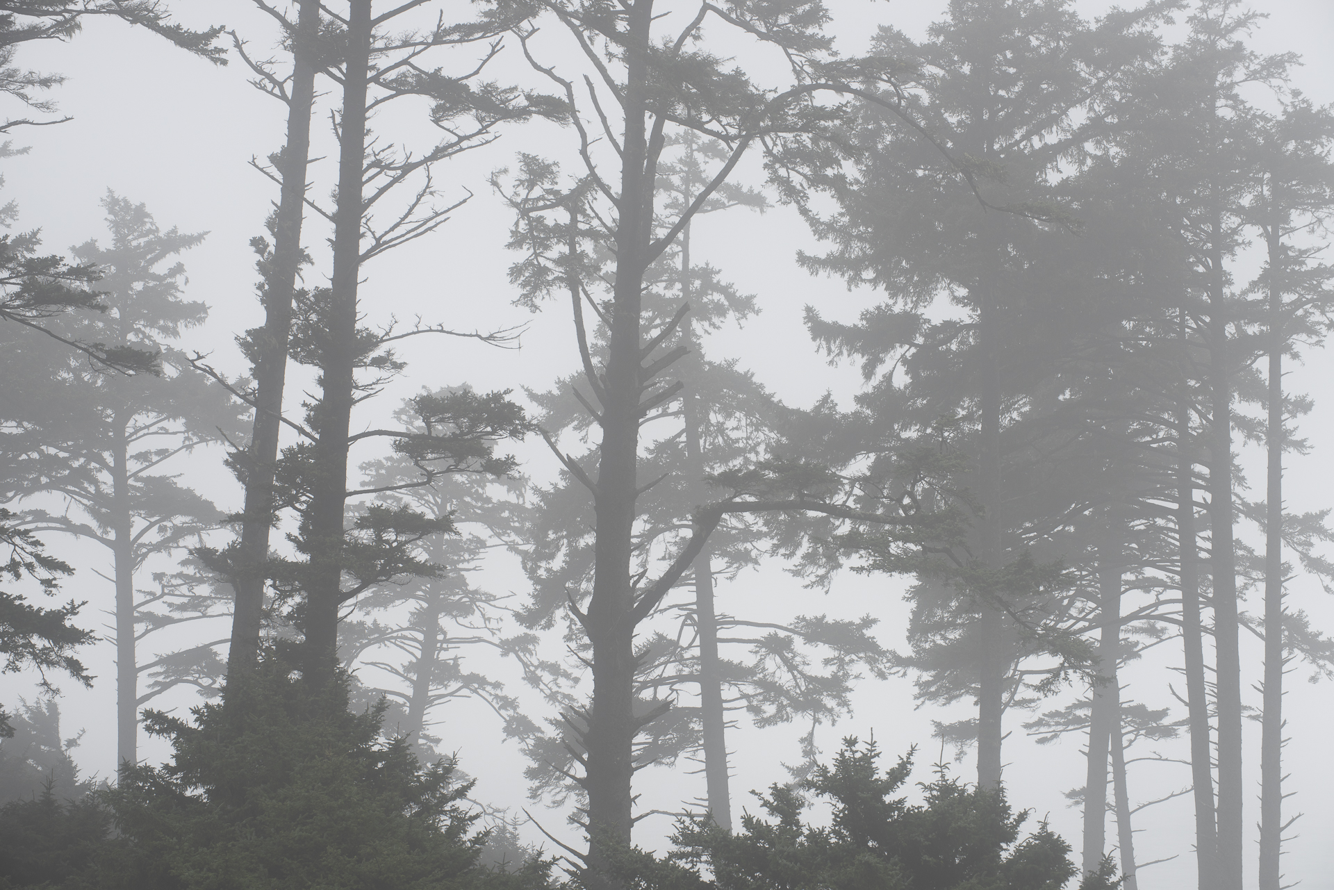 Pines in fog, Ecola SP