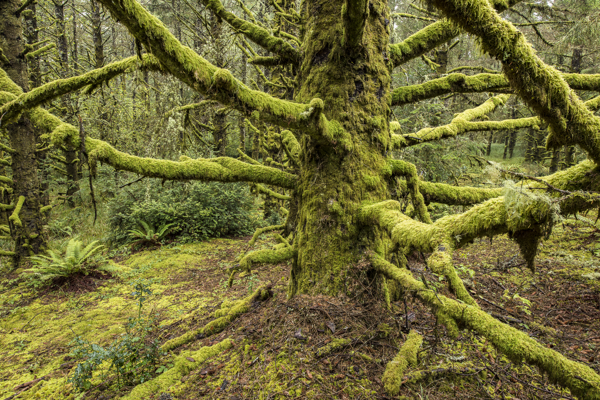 Ghostly tree