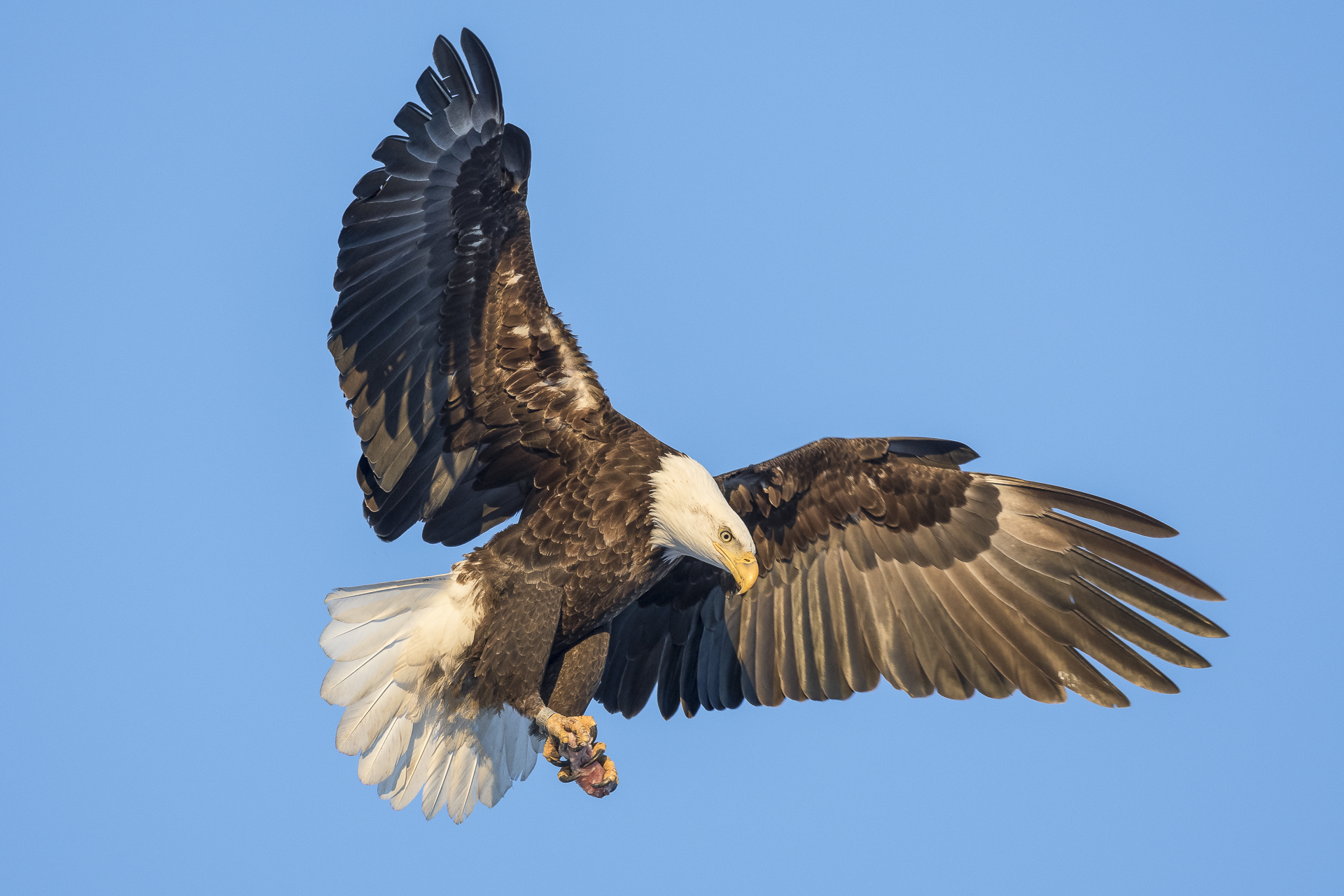 Bald eagle landing, MN 