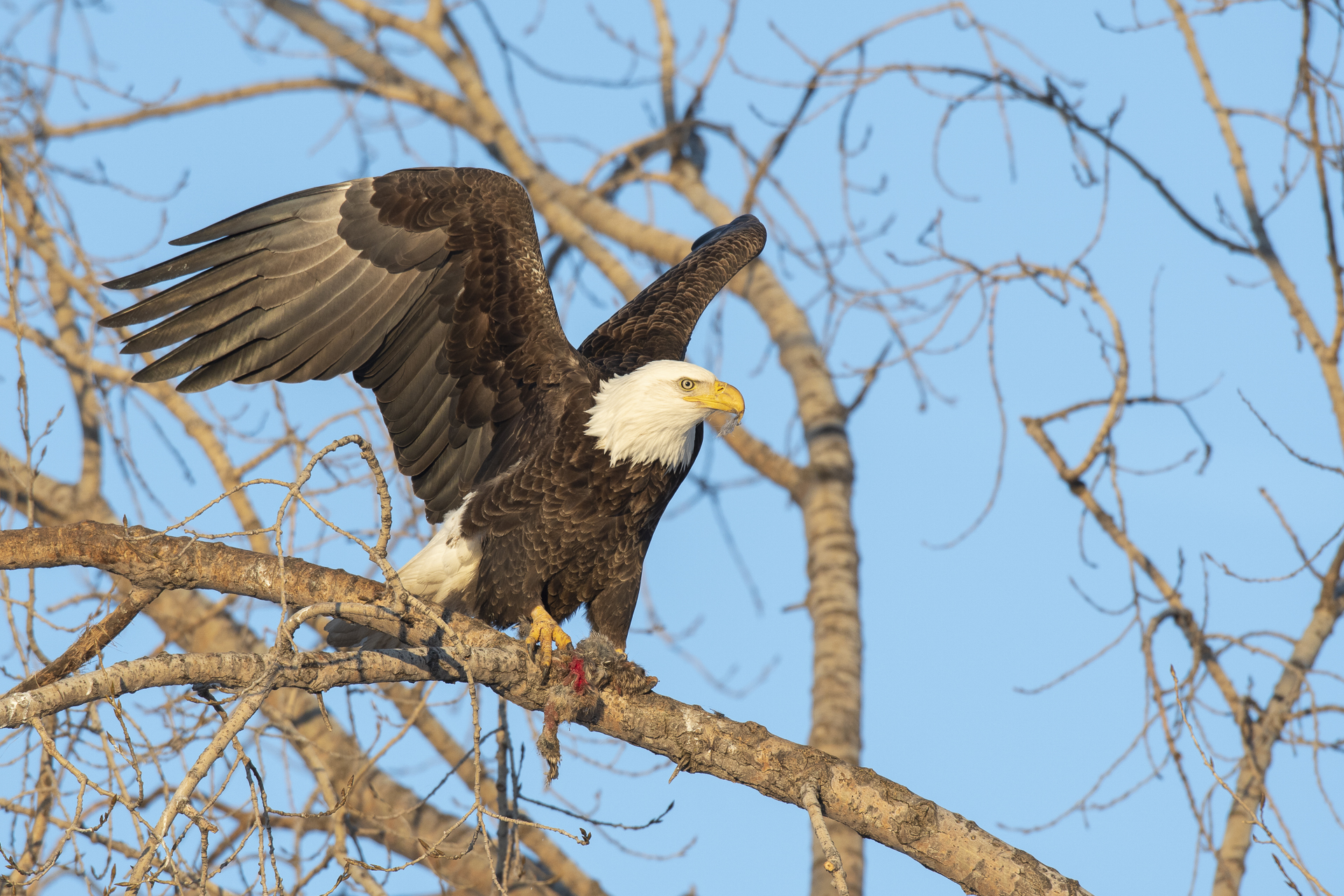 Adult bald eagle with prey