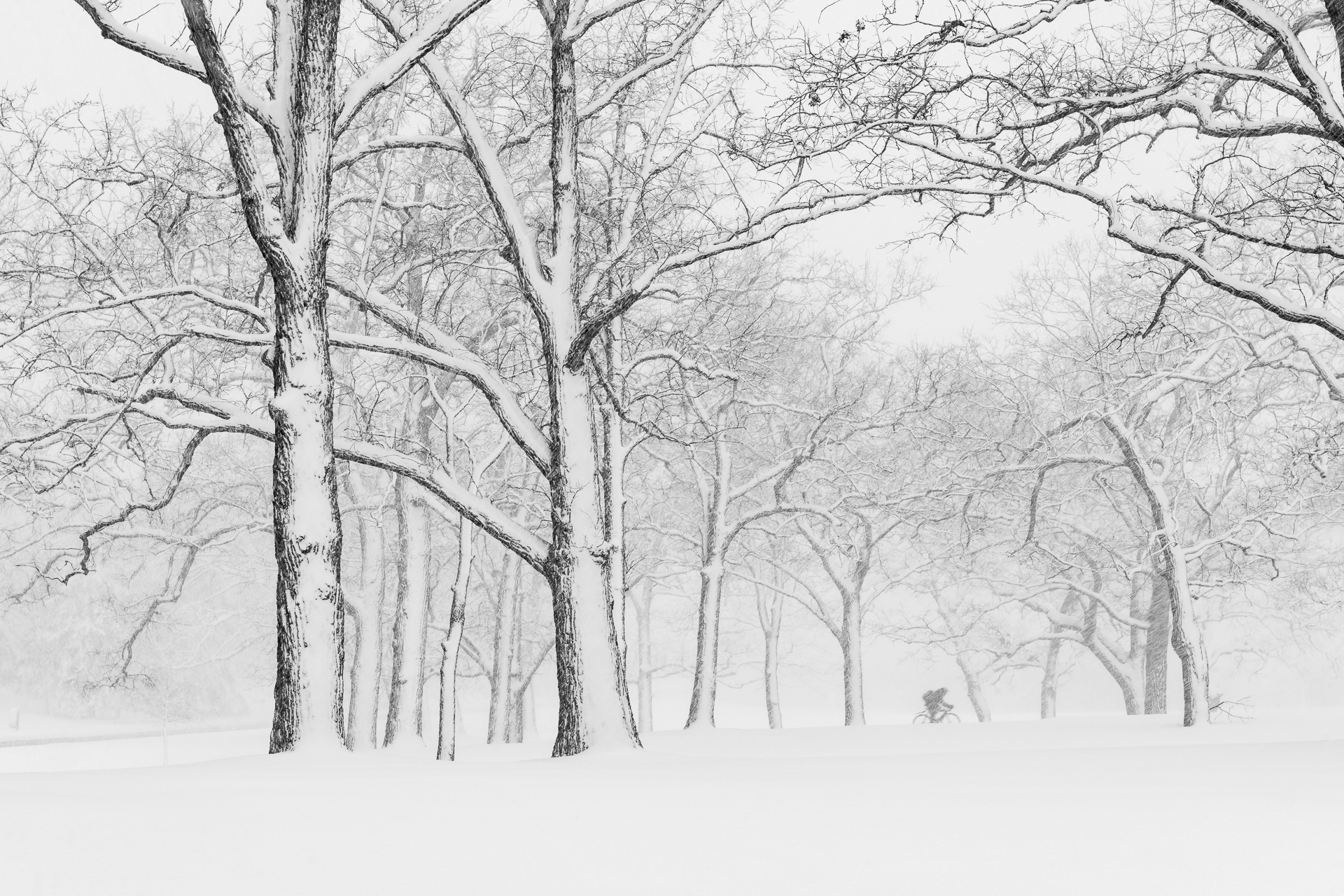 Cyclist in snowstorm: Rosland Park, Edina.