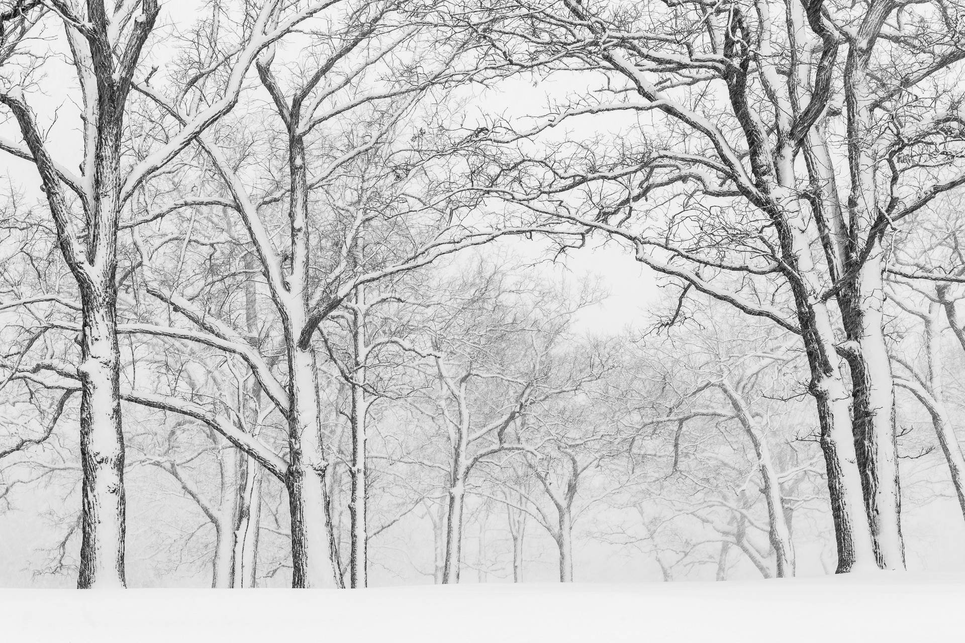 Early April snow adorns mature oaks.