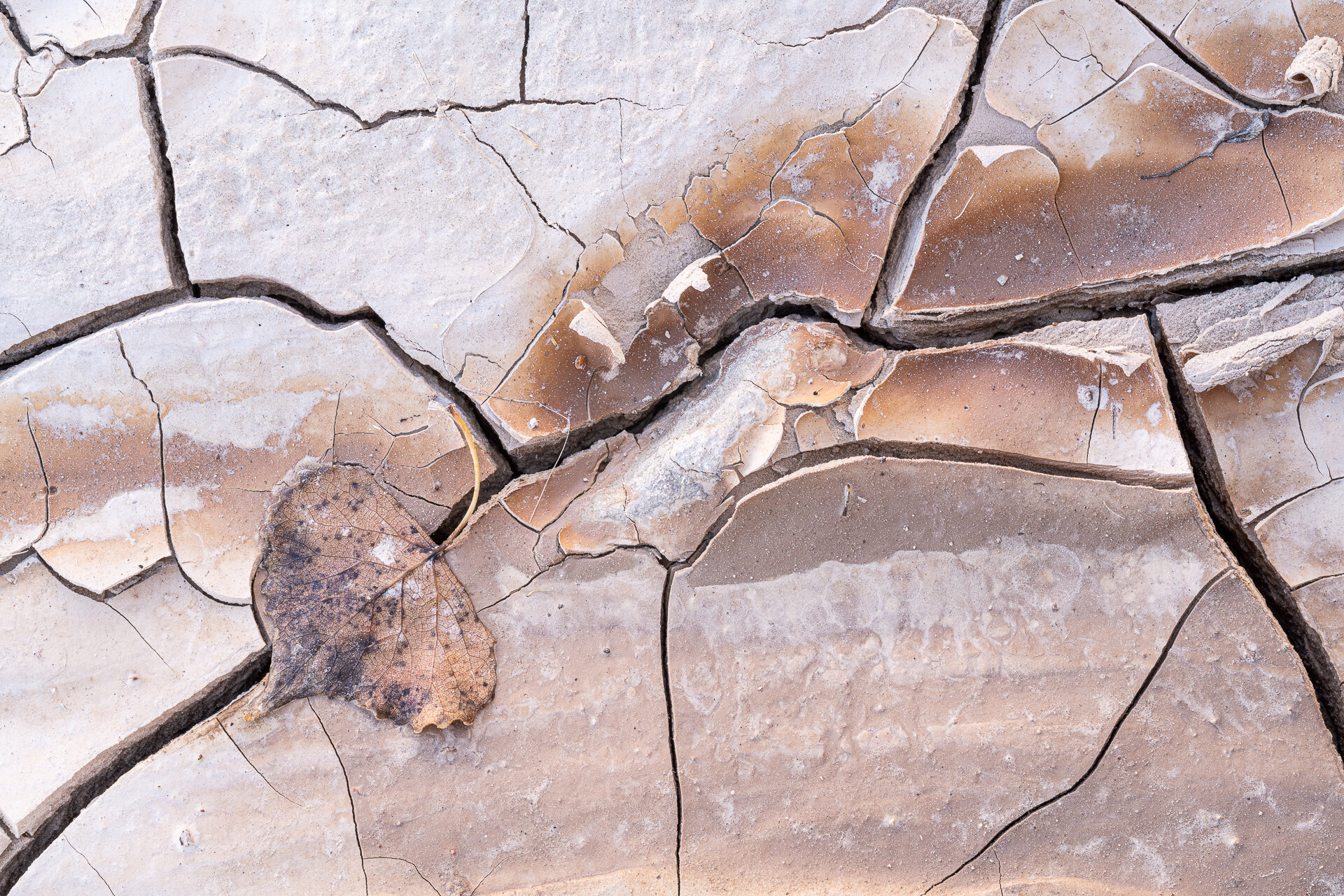 Cottonwood leaf in dried mud