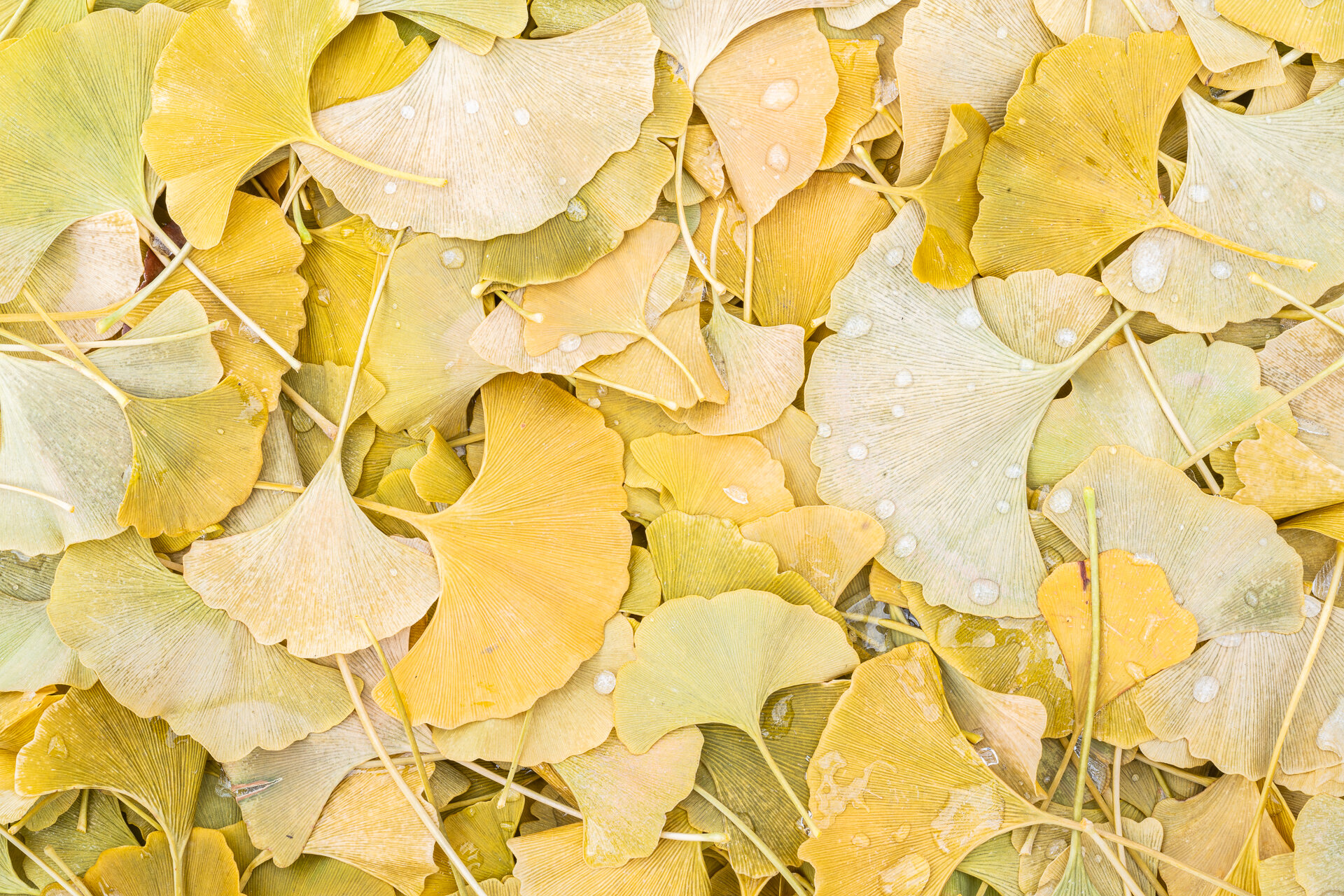 Ginkgo leaves