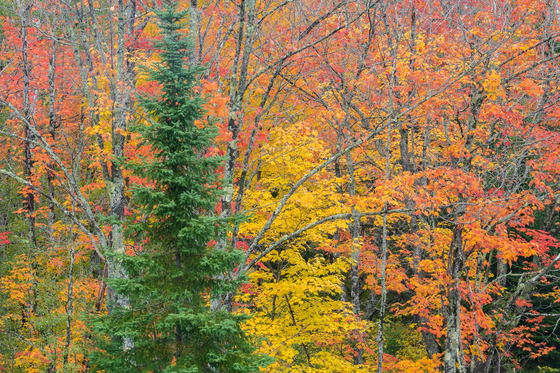 Spruce and maples, Cook County