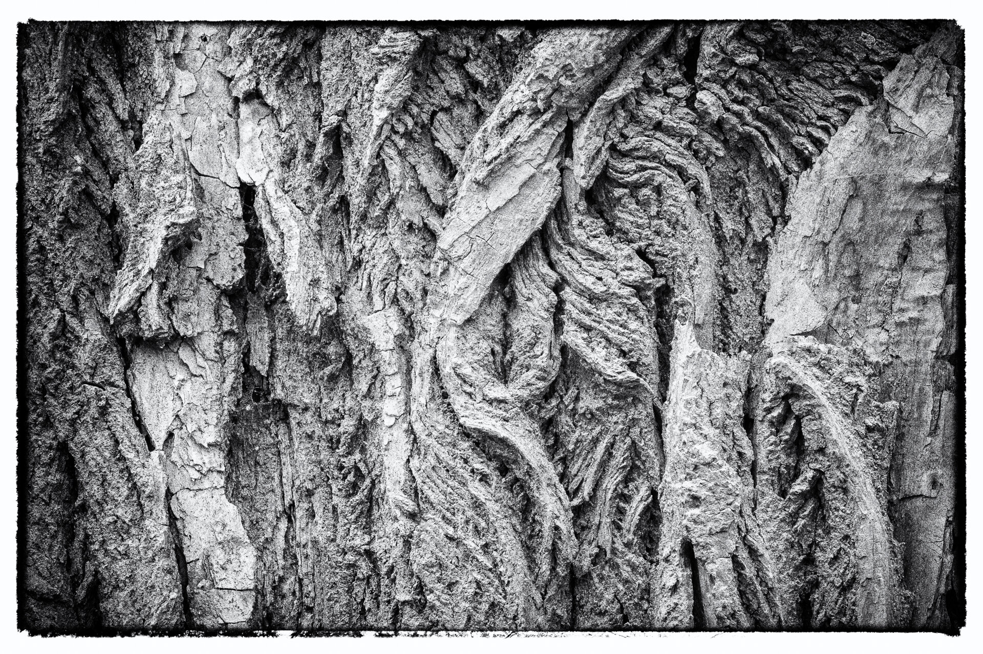 Cottonwood bark