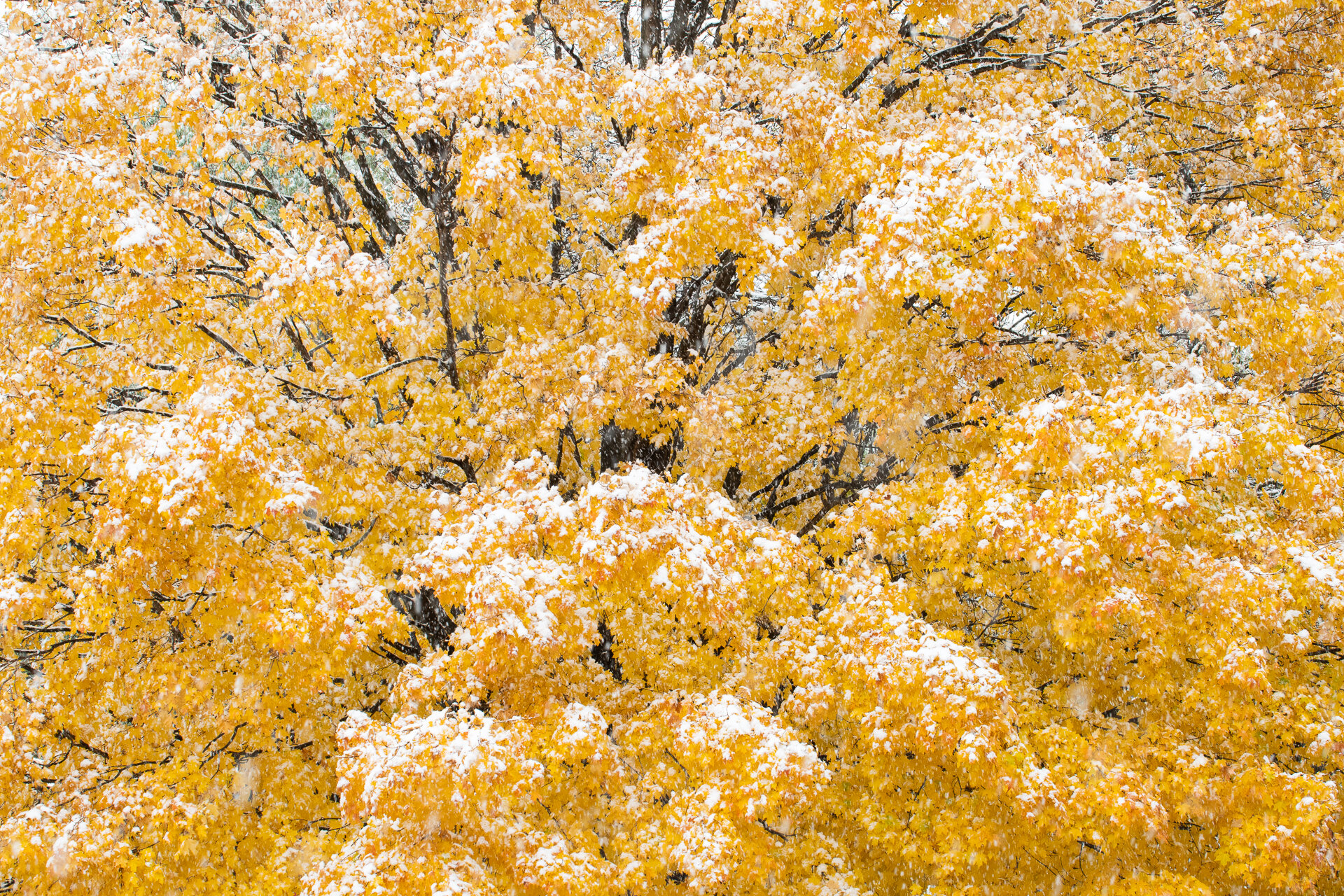 October  snow on sugar maple
