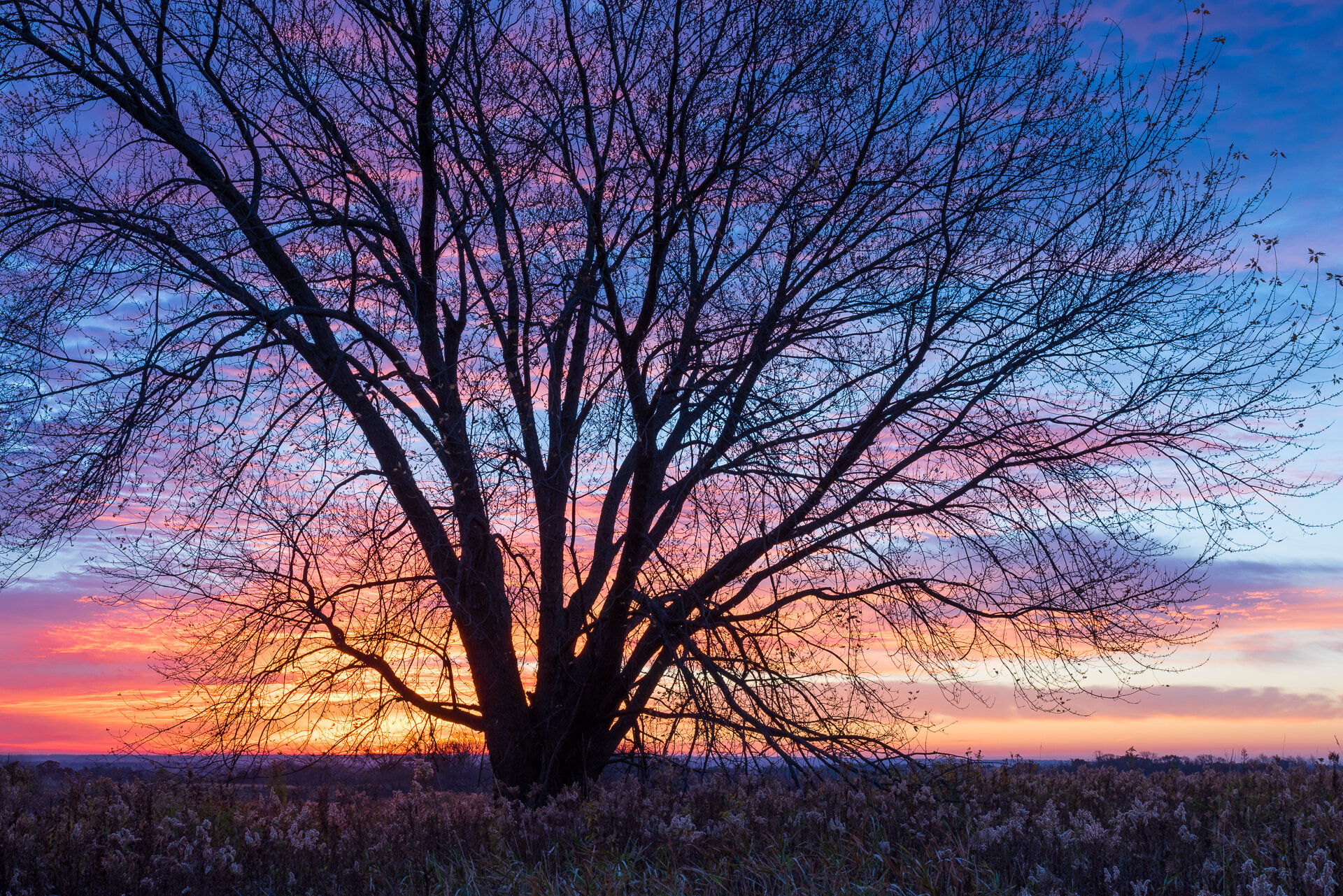 Silver maple at sunrise