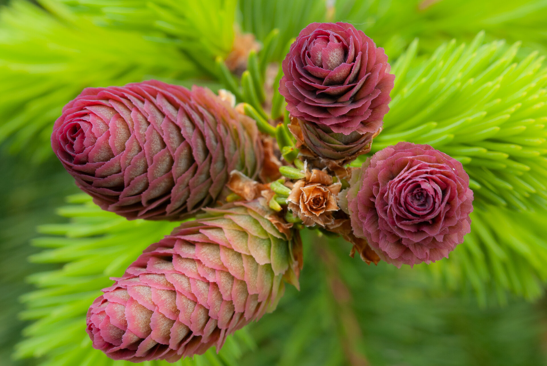 Norway spruce cones