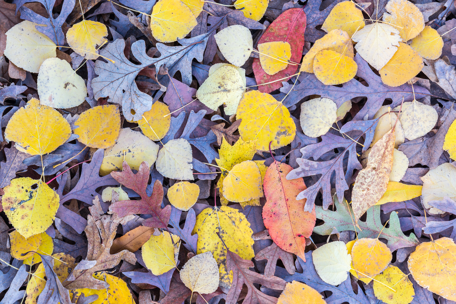 White oak and aspen leaves: Afton SP
