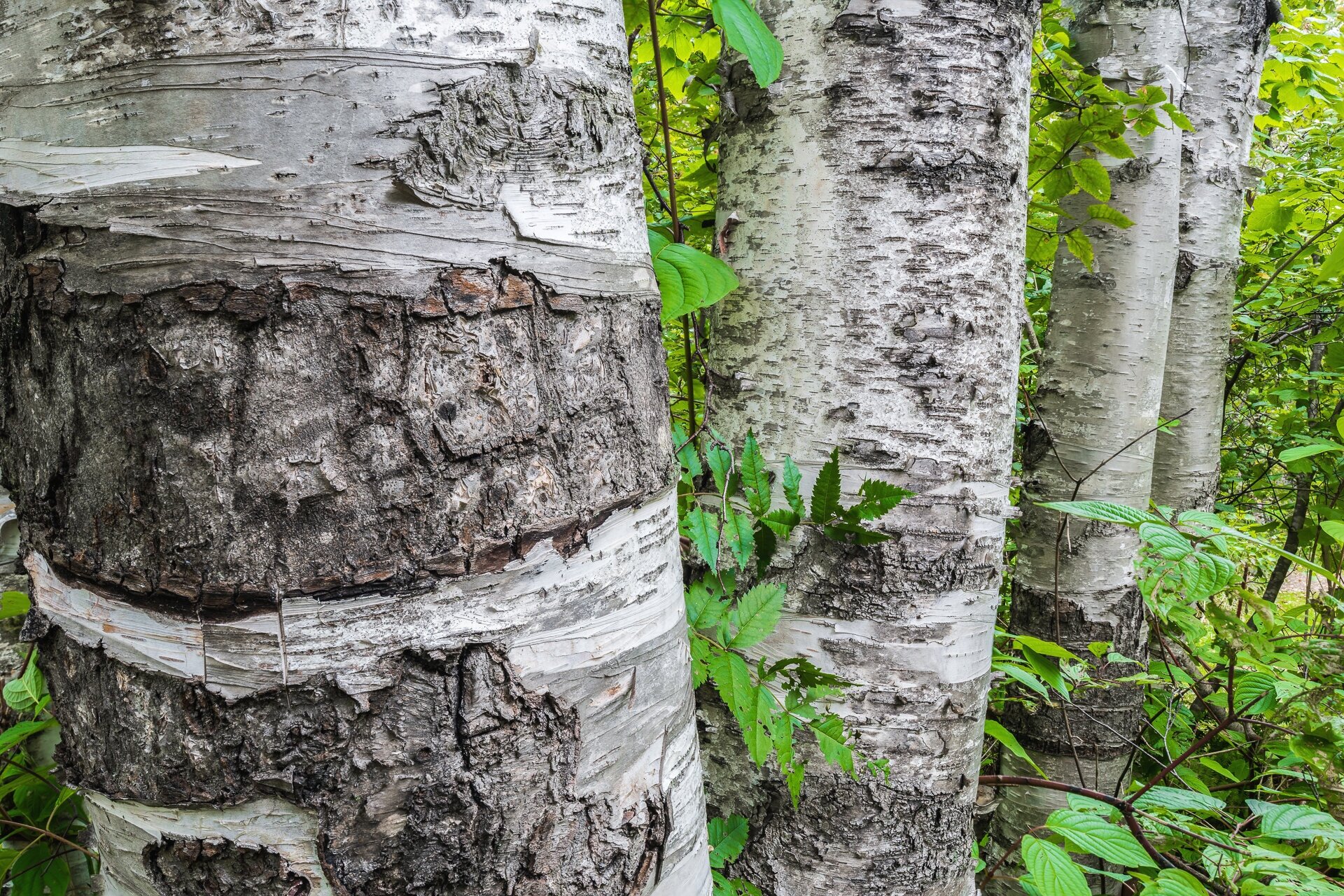 Paper birch