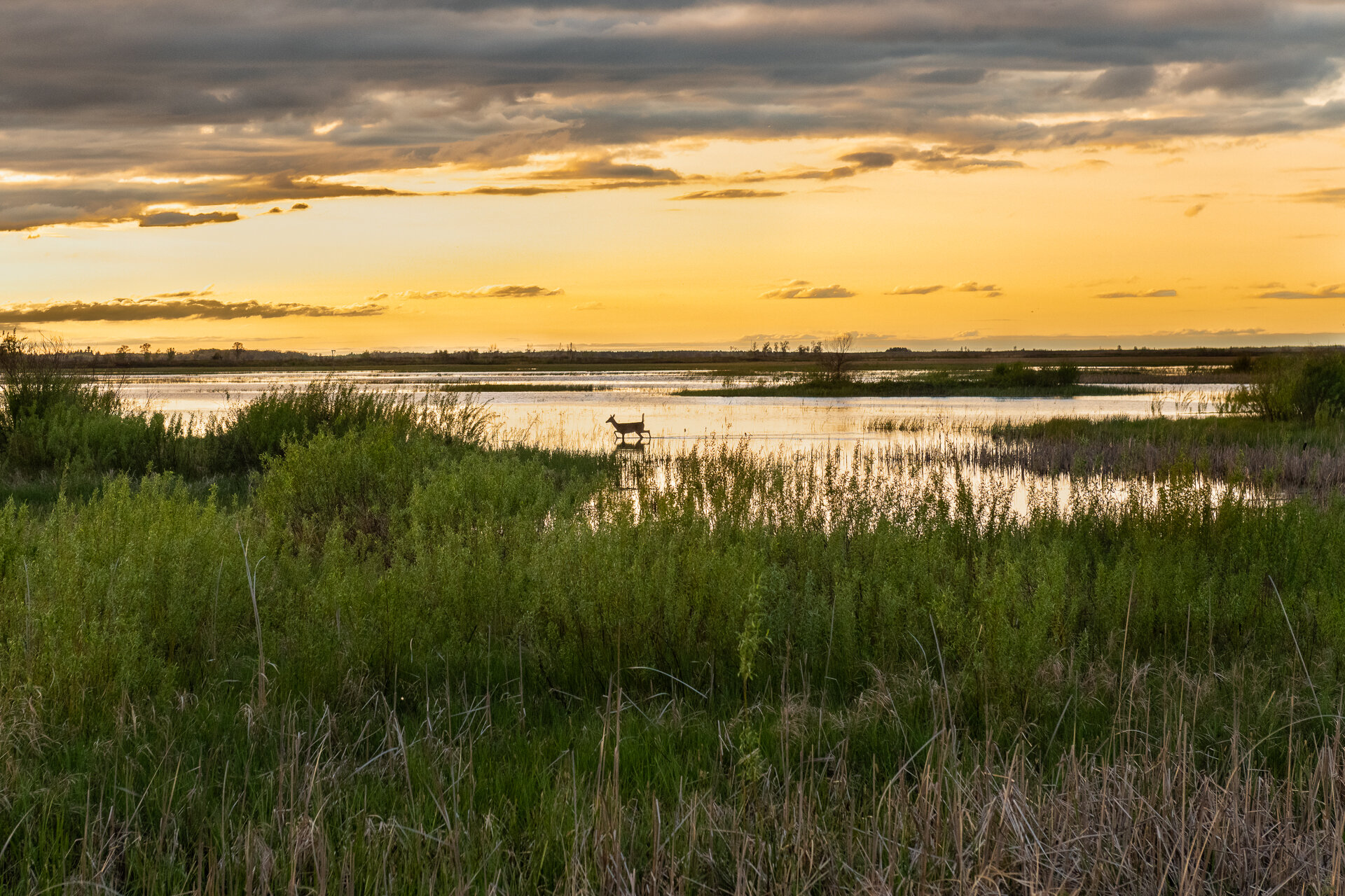 Deer crossing wetland at sunset