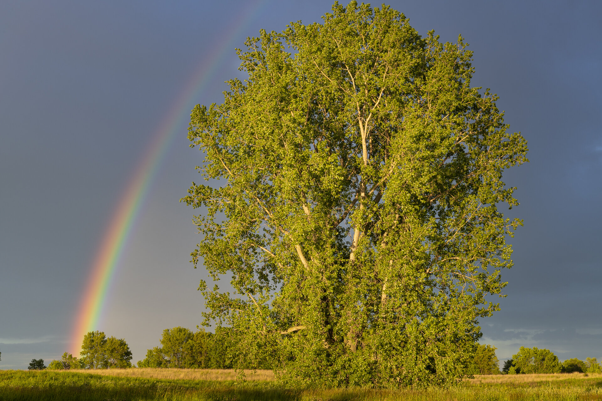 Cottonwood and rainbow