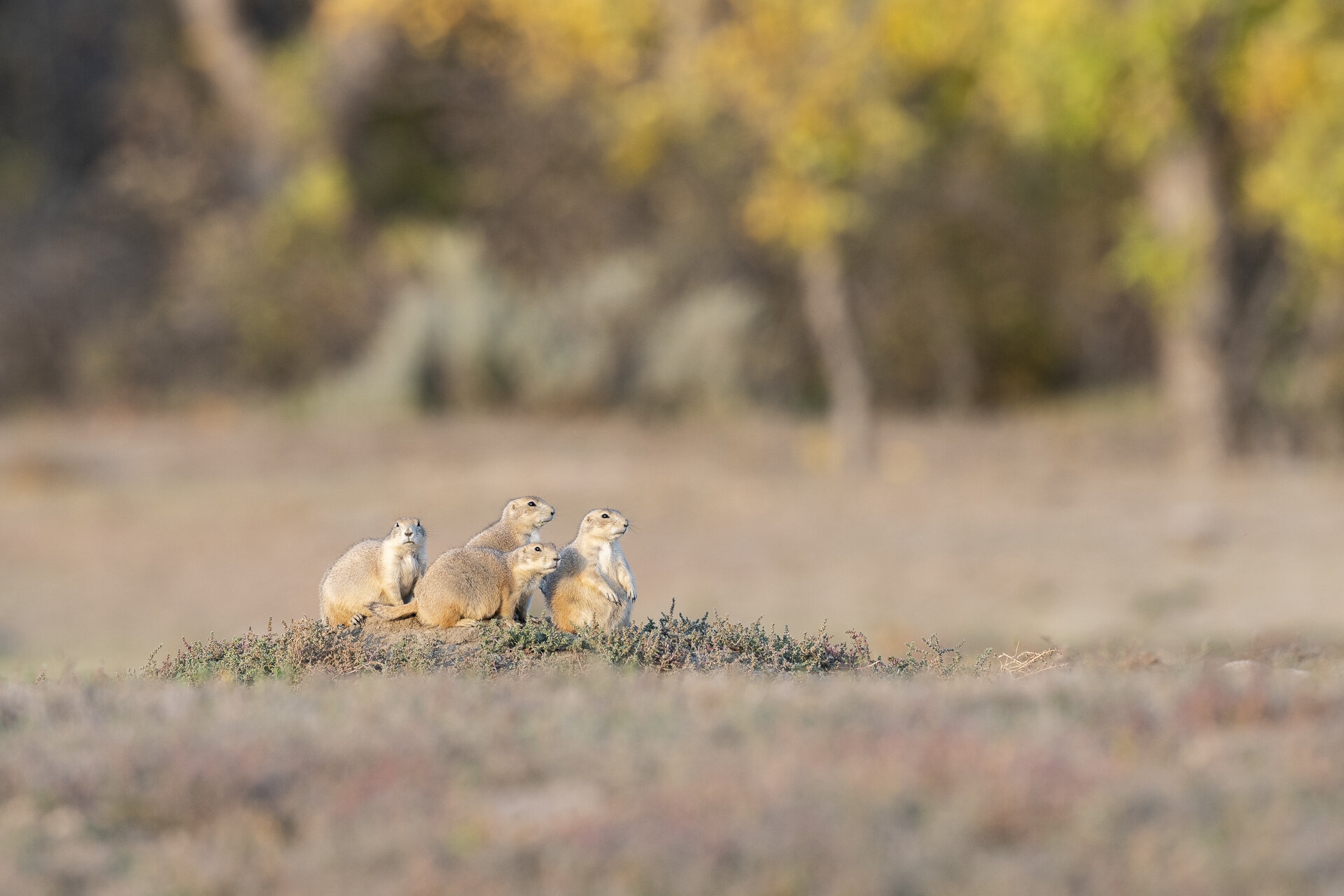 Black-tailed prairie dogs