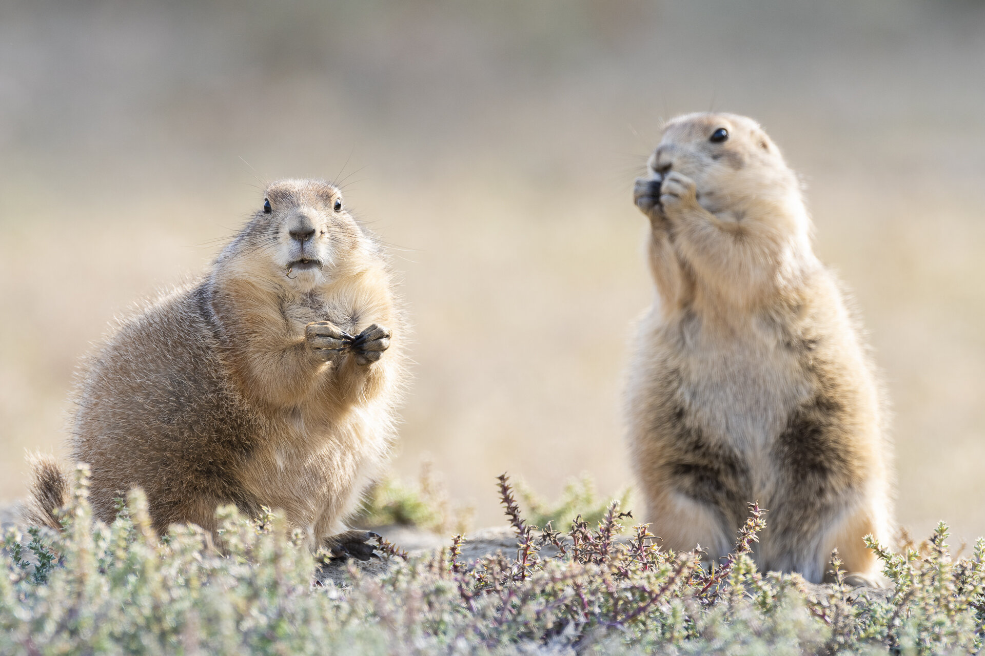 Prairie dogs snacking on Russian thistle