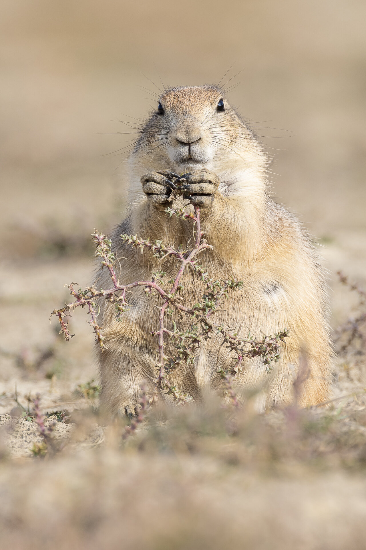 Prairie dog eating Russian thistle