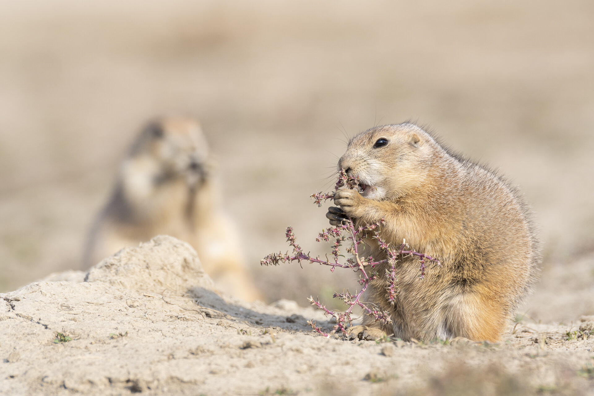 Black-tailed prairie dogs snacking on Russian thistle