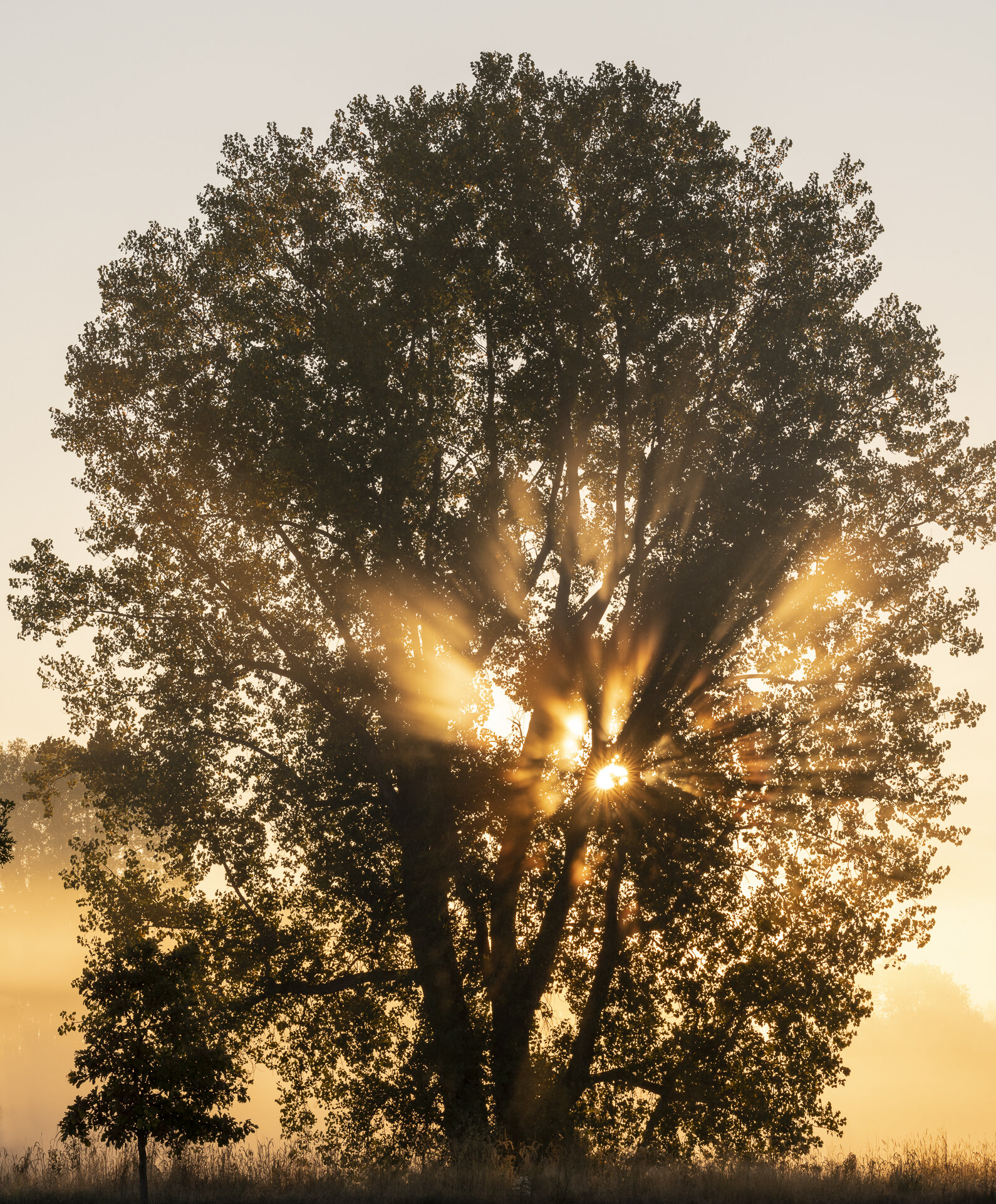 Cottonwood at sunrise