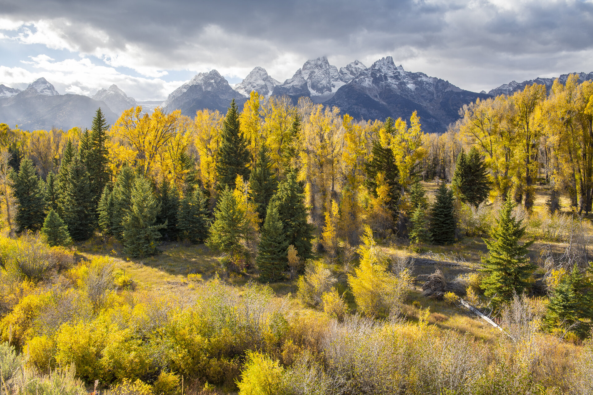 The Teton Range and backlit cottonwoods