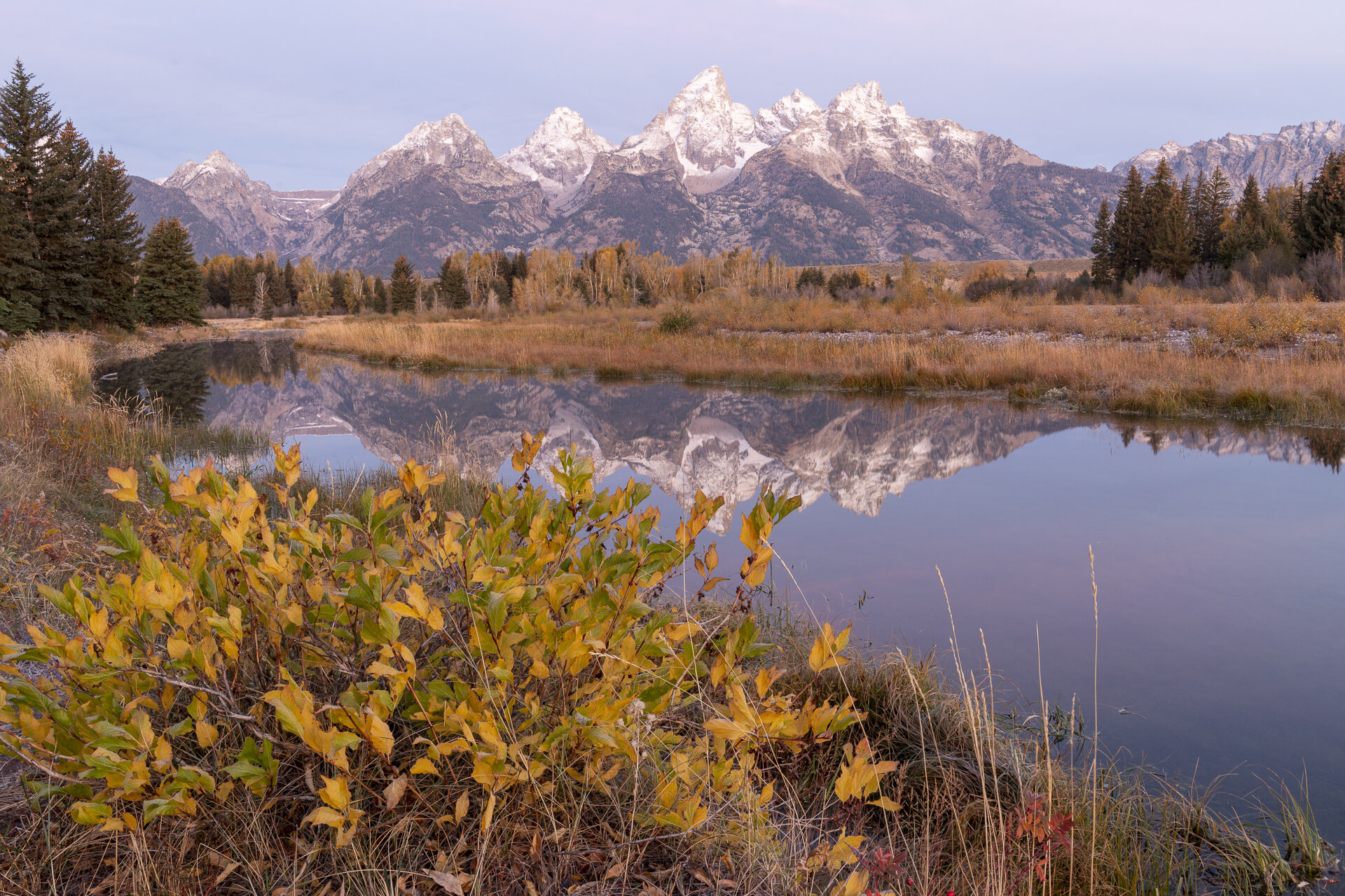 Willows and the Tetons from Schwabacher's Landing