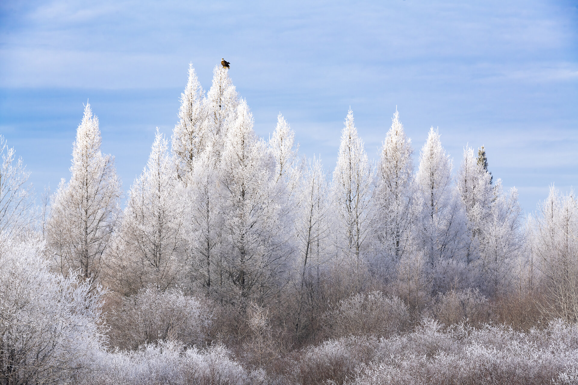 Bald eagle atop frost-coated trees