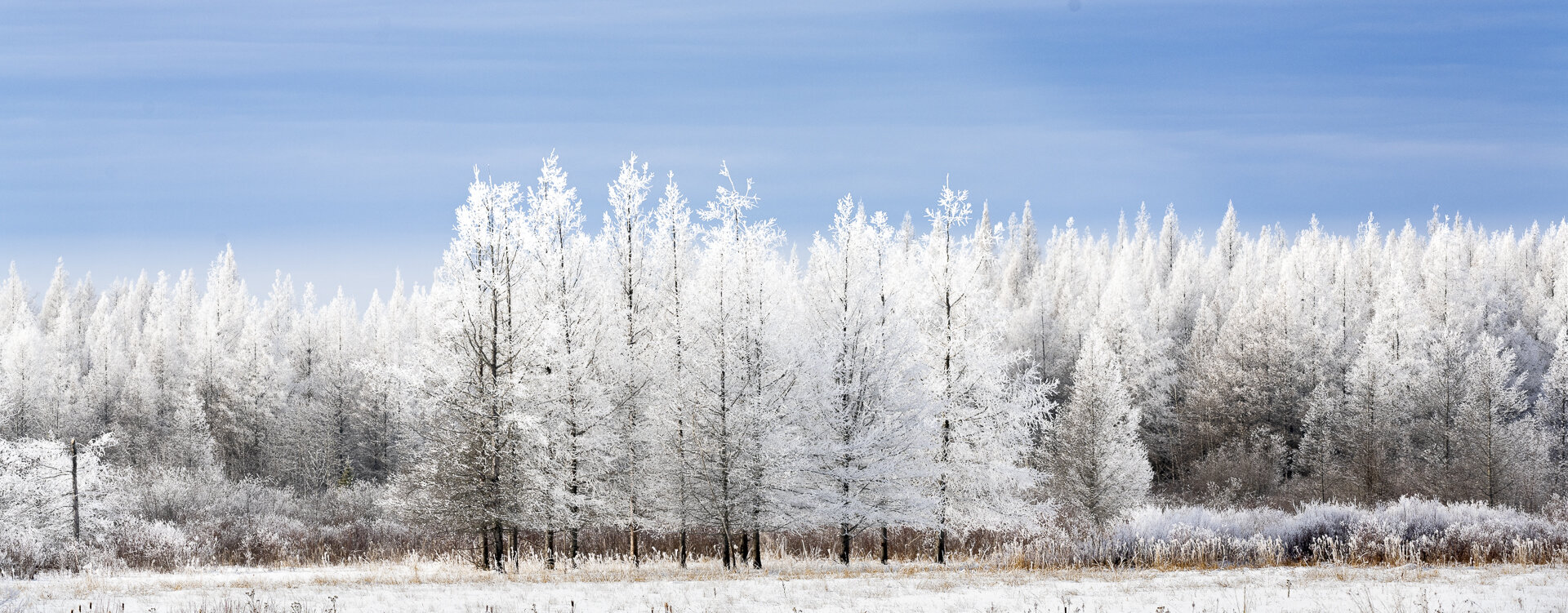 Winter wonderland: rime frost on trees