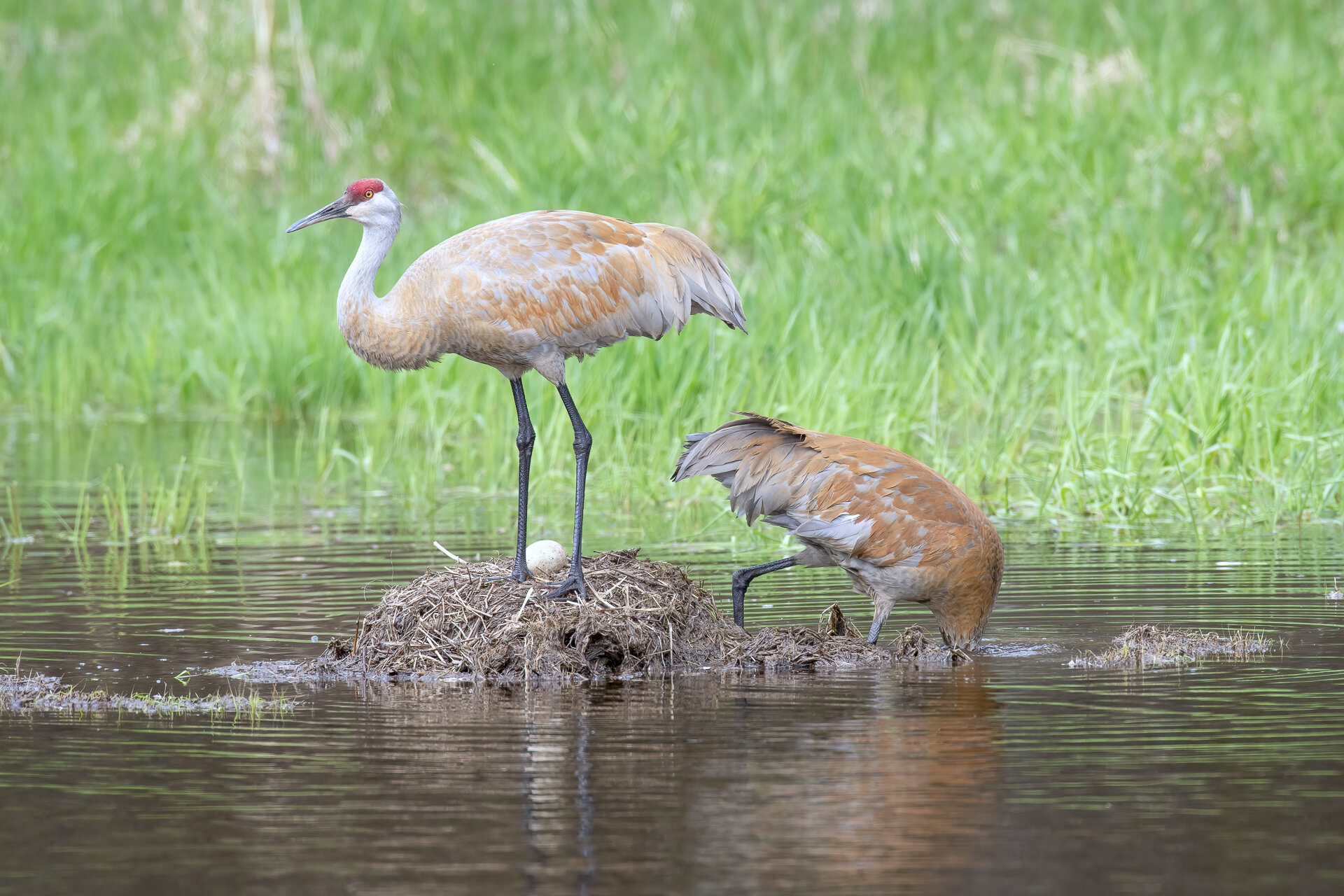 Nesting Sandhill cranes 