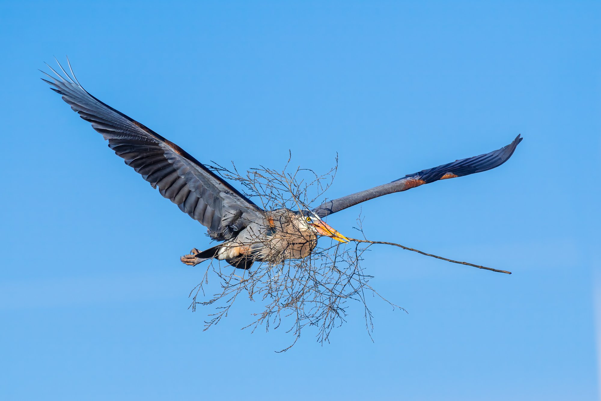 Great Blue Heron with nest material