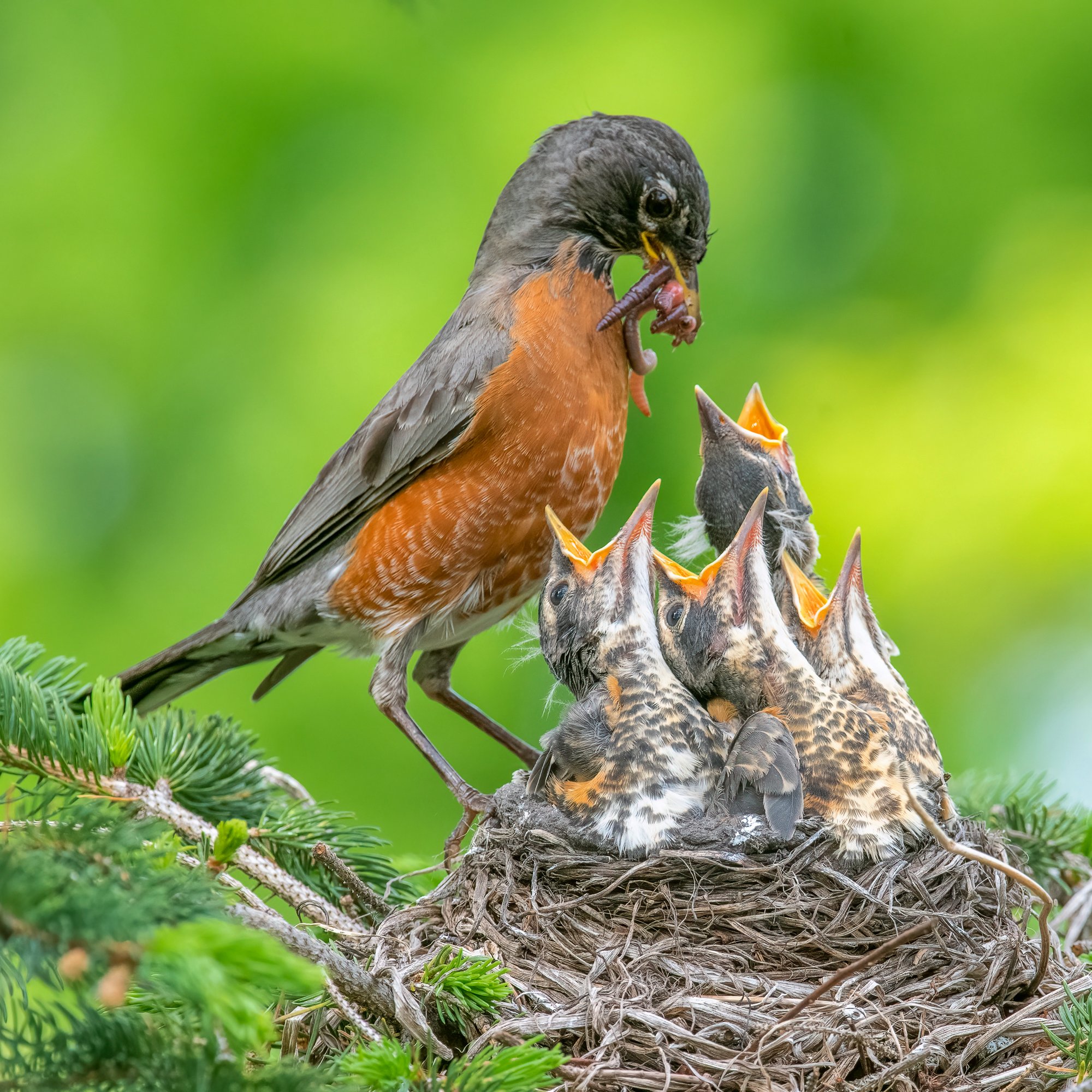 Hungry mouths!