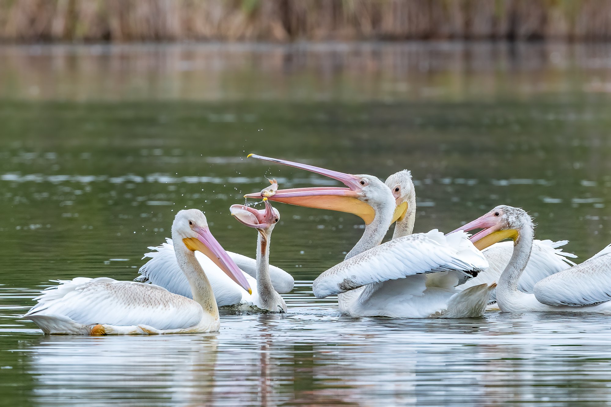 White pelicans competing for a fish.