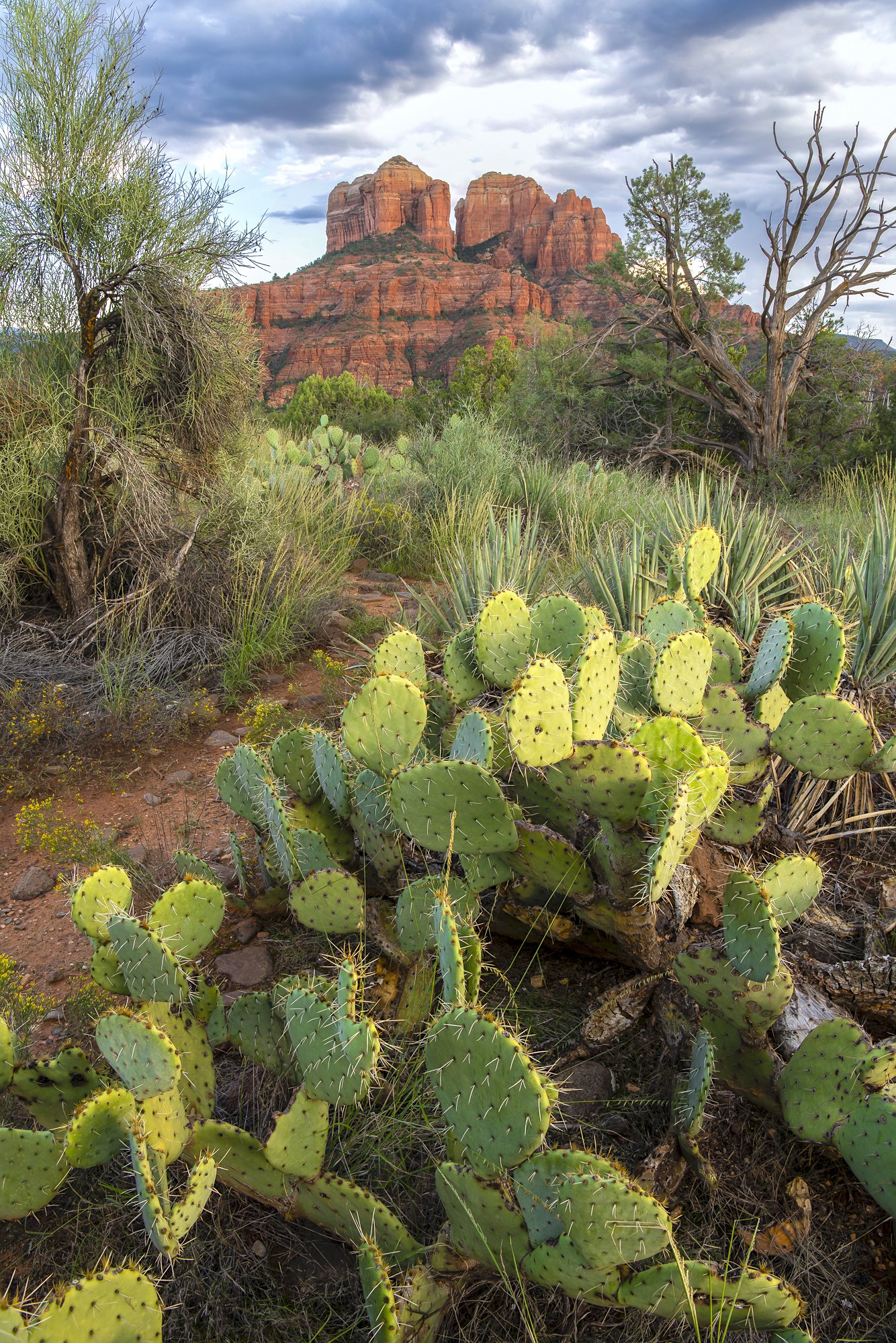 Cacti and Cathedral Rock
