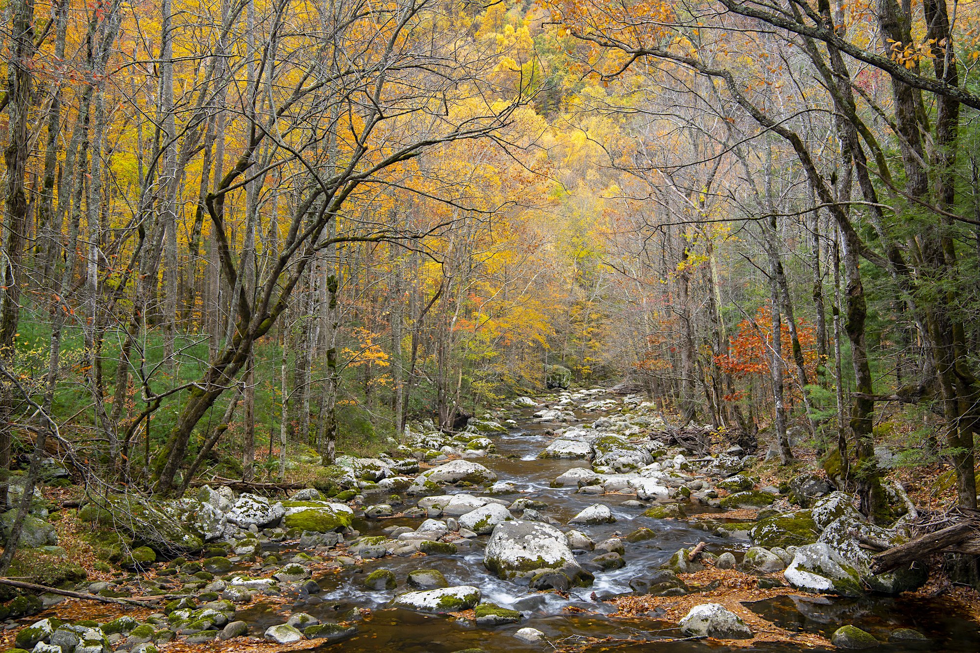 Stream and fall colors