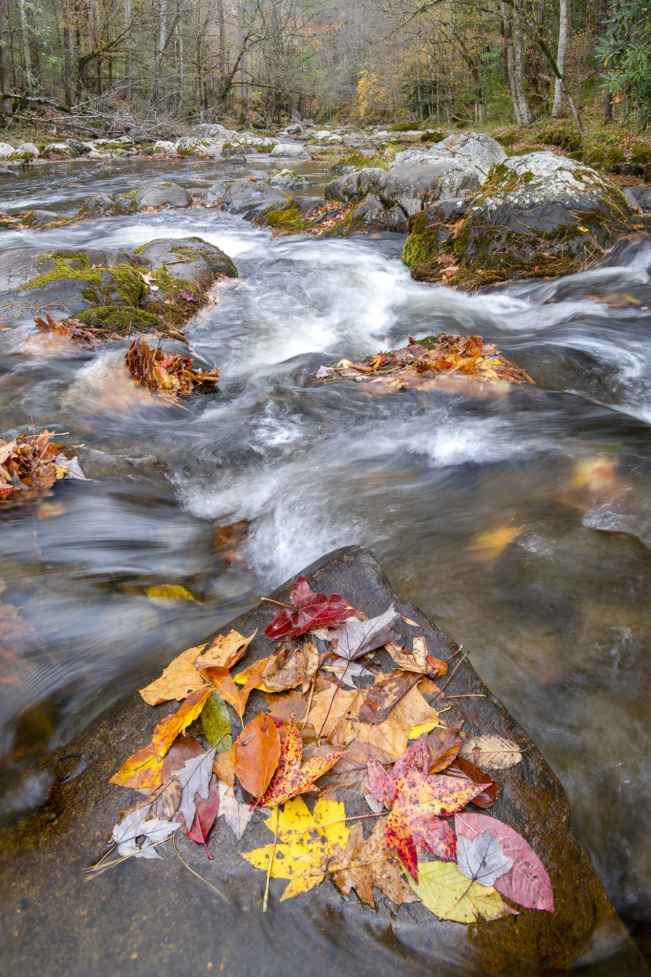 Middle Prong of Little River