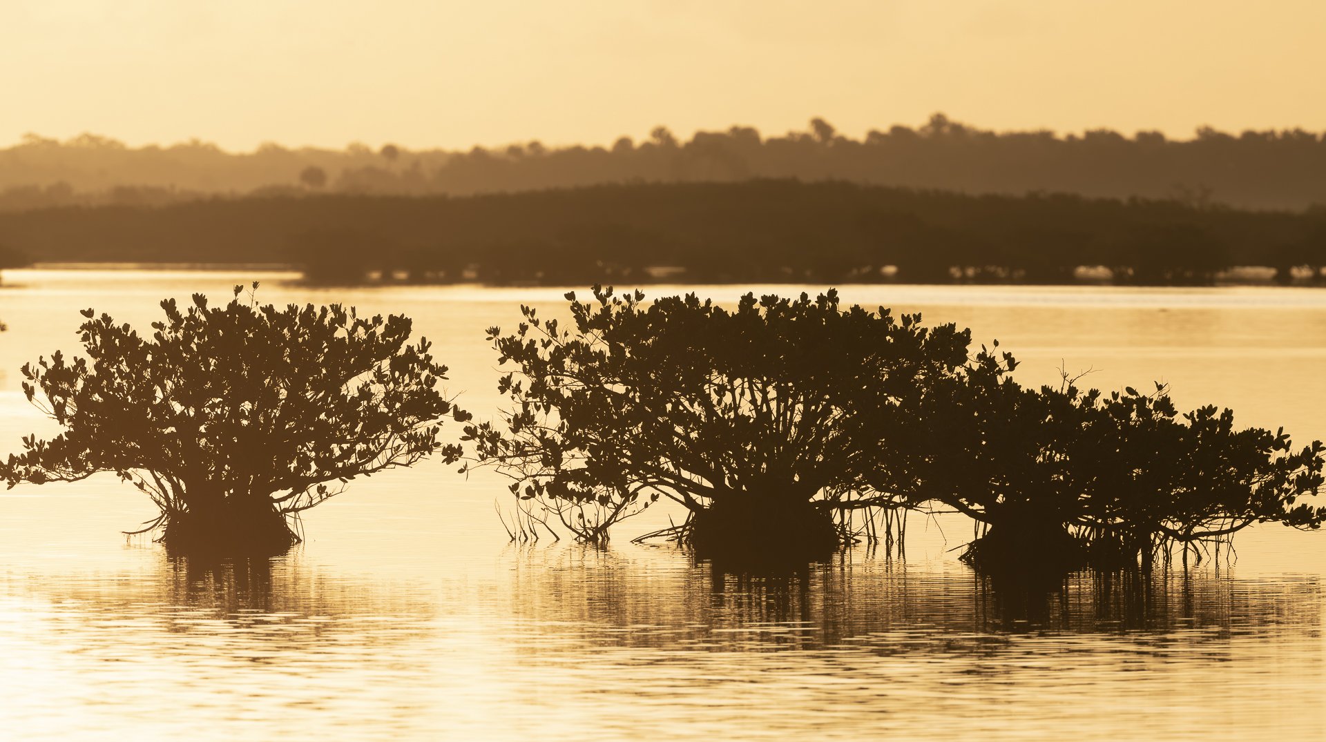 Mangroves at sunrise