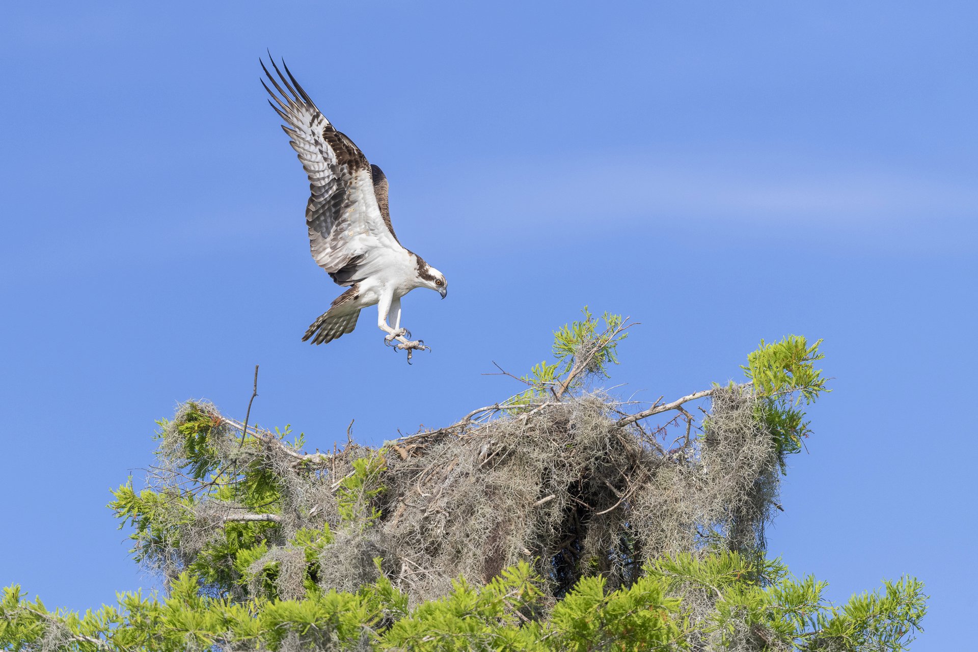 Osprey landing on nest