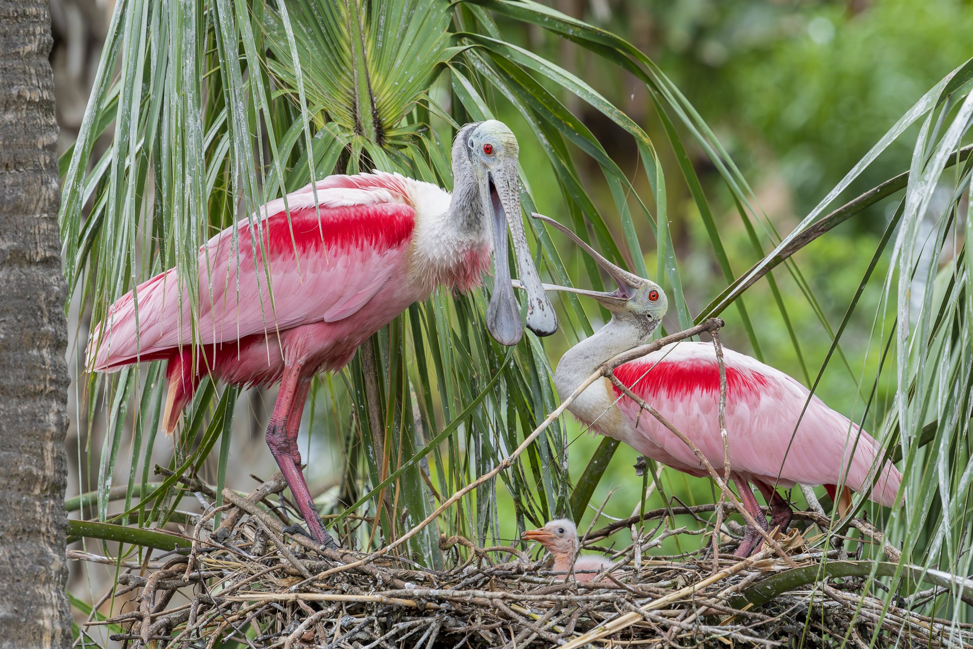 Roseate spoonbills and chick