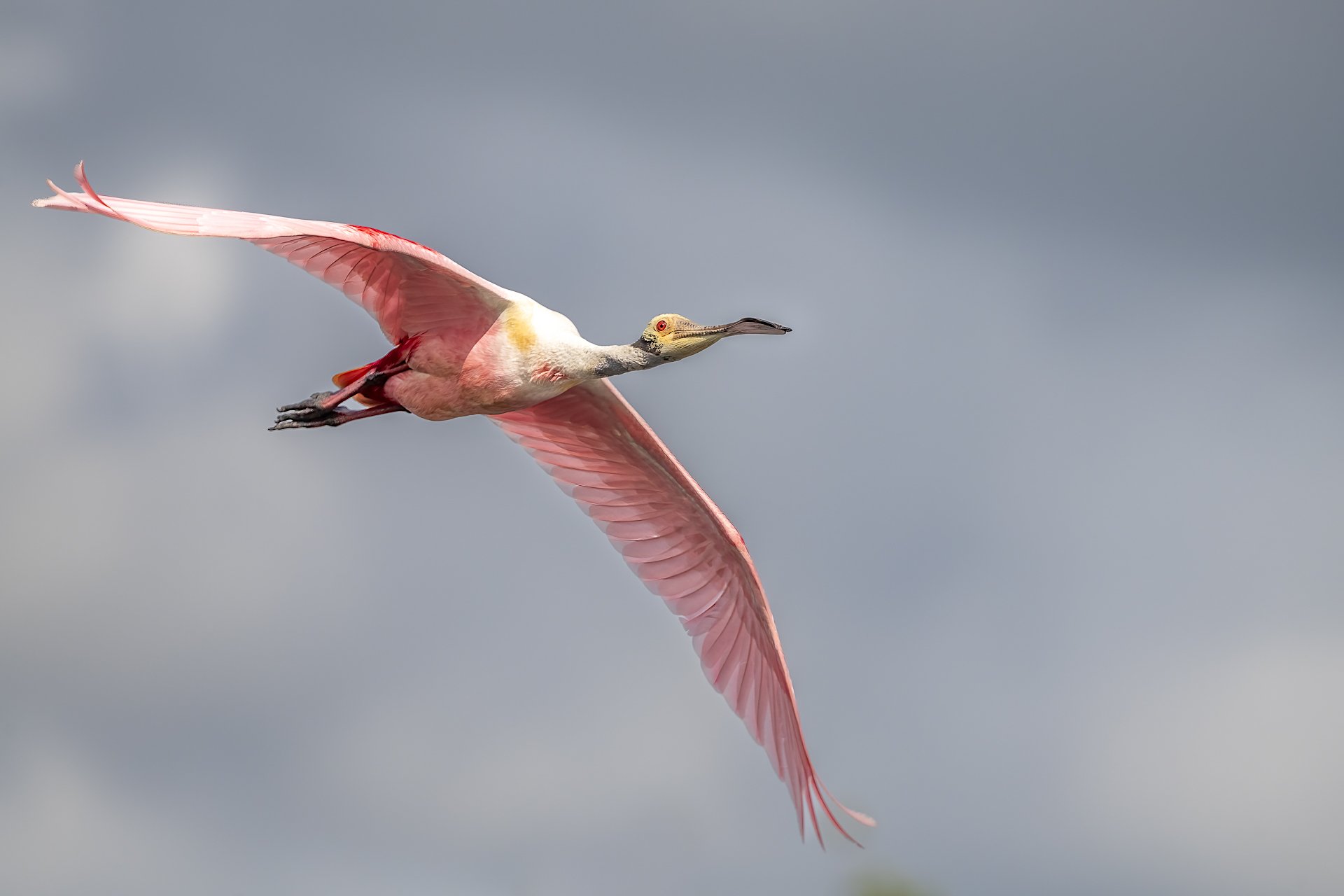 Spoonbill in flight