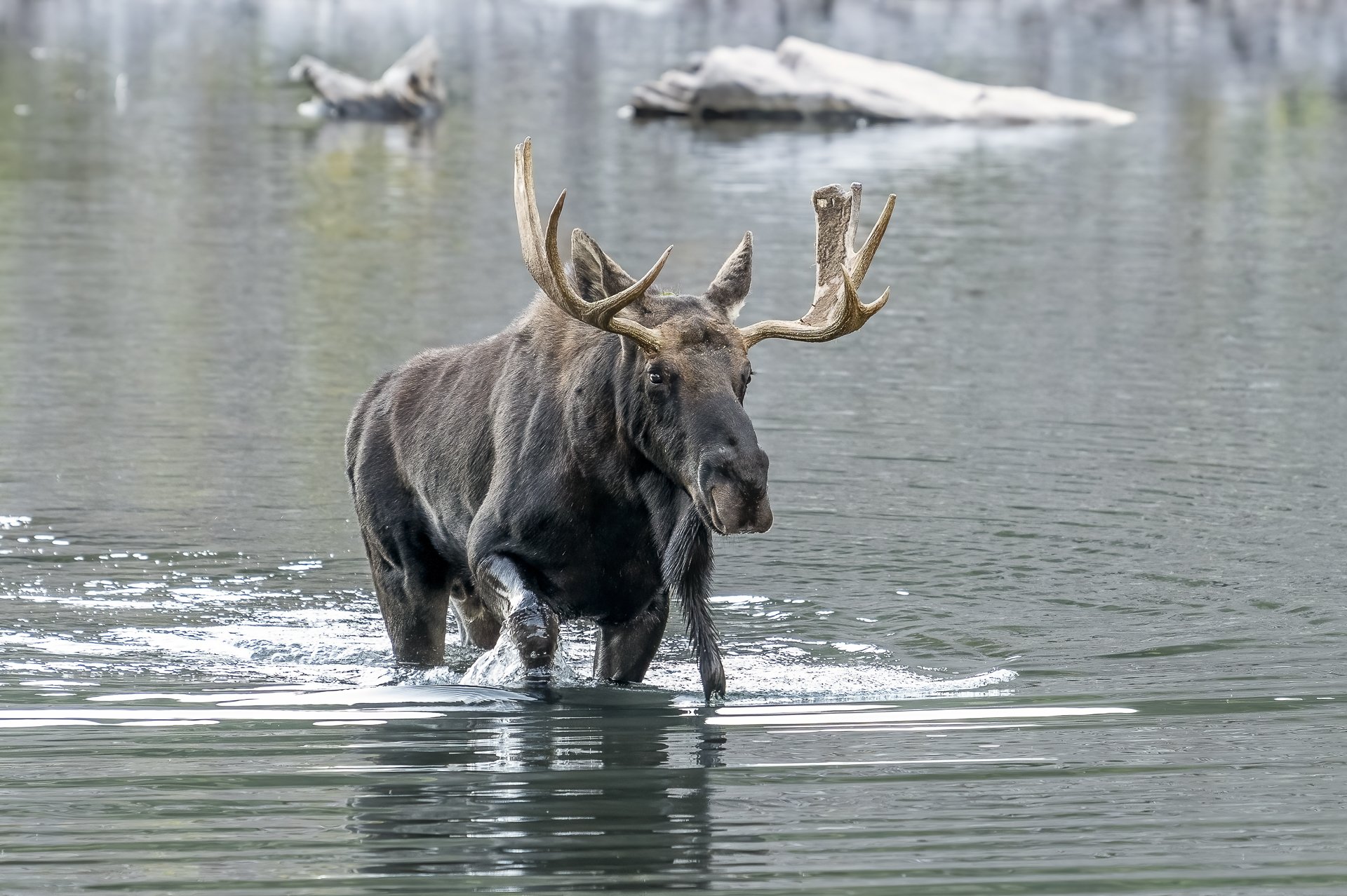 Bull moose